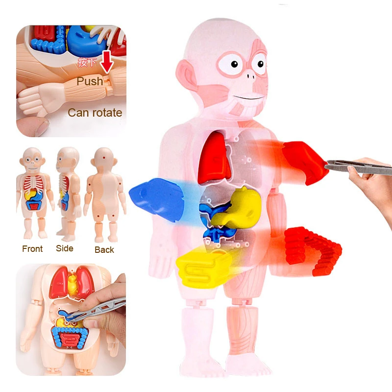 

Kid Montessori 3D Puzzle Human Body Anatomy Model Educational Learning Organ Assembled Toy Body Organ Teaching Tool For Children