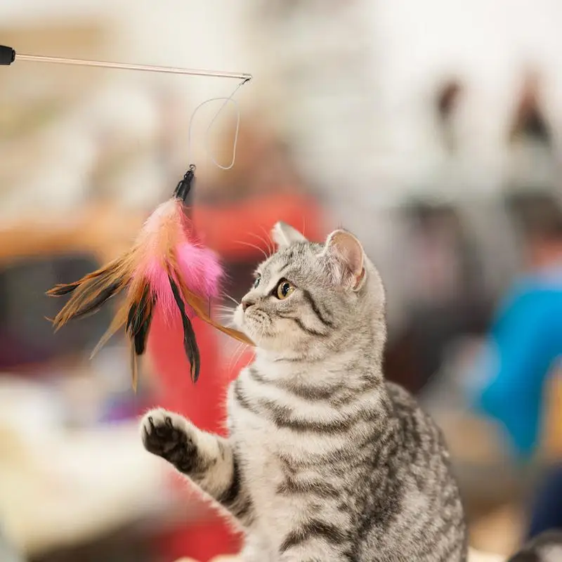 

Pcсеты, игрушки для кошек, пластиковая Интерактивная палочка для котят, забавная рыболовная удочка для кошек, палочка для игр, палочка с перьями, игрушка, товары для домашних животных