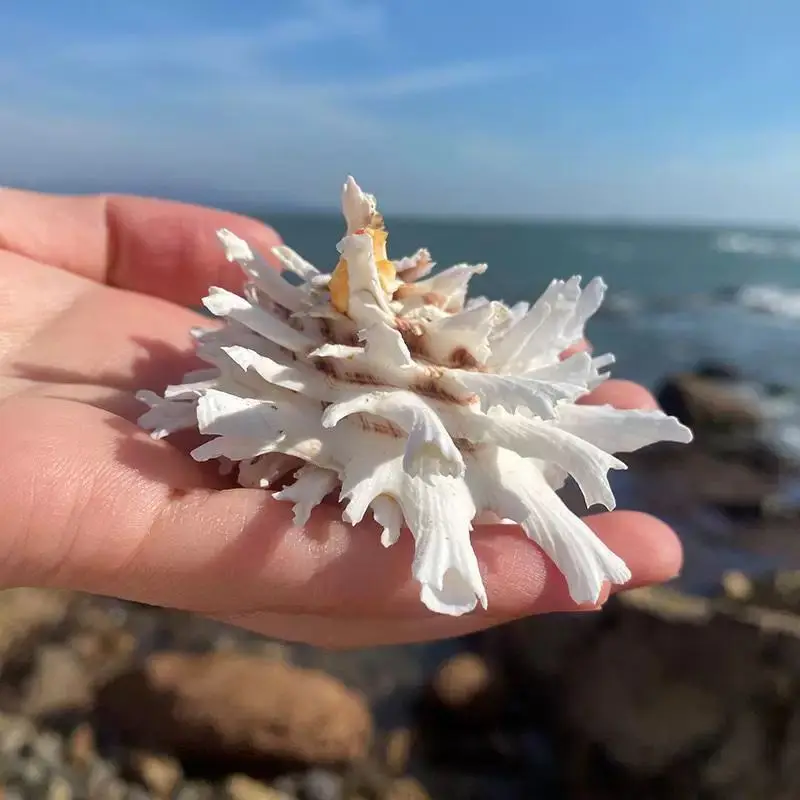 

Раковина белая хризантема YQXH