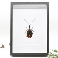 handmade custom insect specimen decoration maison real beetle crafts decoraci%c3%b3n hogar home decoration accessories gift for man