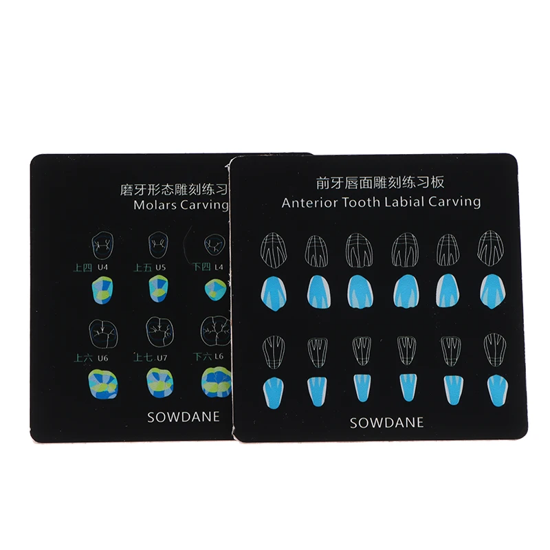 3 размера искусственное наполнение шаблон Морфология зубов доска анатомическая