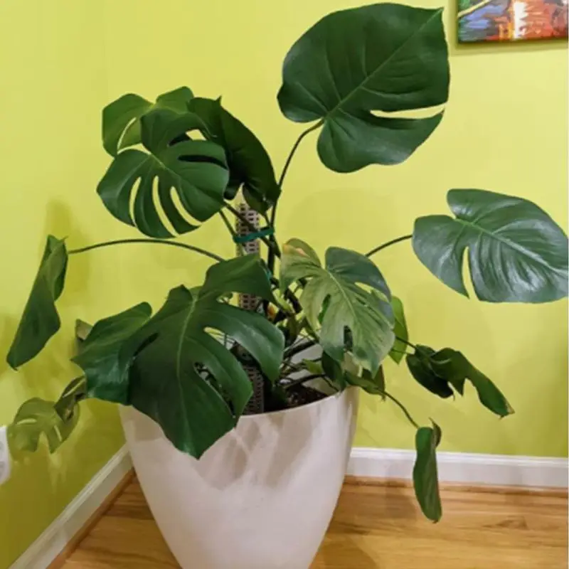 Полимерный Стабилизированный Мох Пластик Сфагнум Орхидея И Монстера Поддержка