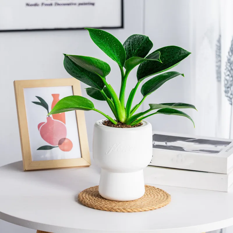 Пластиковый цветочный горшок с самополивом ACRDDK