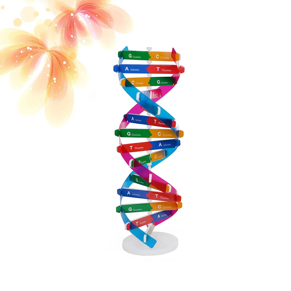 Dna Modelscience модель завитка двойной комплект 3D структура гены образовательная