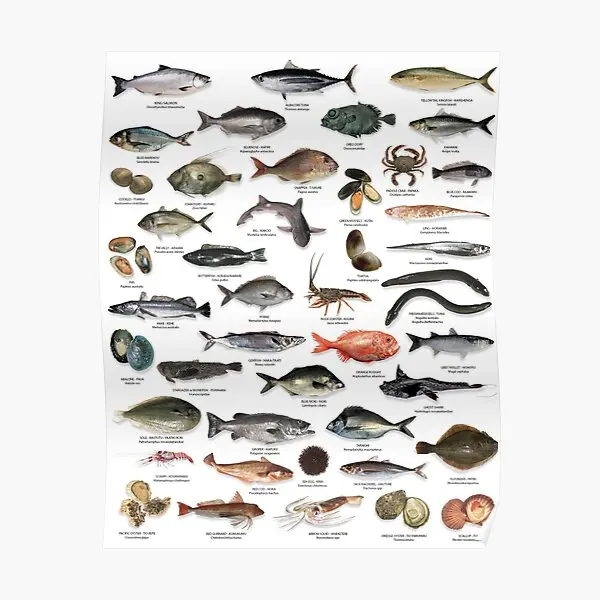 

Nz Fish Species Poster Vintage Room Picture Funny Wall Decoration Mural Painting Modern Home Art Decor Print No Frame
