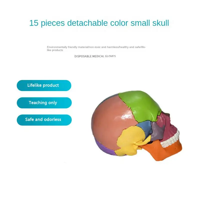 

15Pcs/Set 4D Disassembled Color Skull Detachable Anatomical Model Medical Teaching Tool