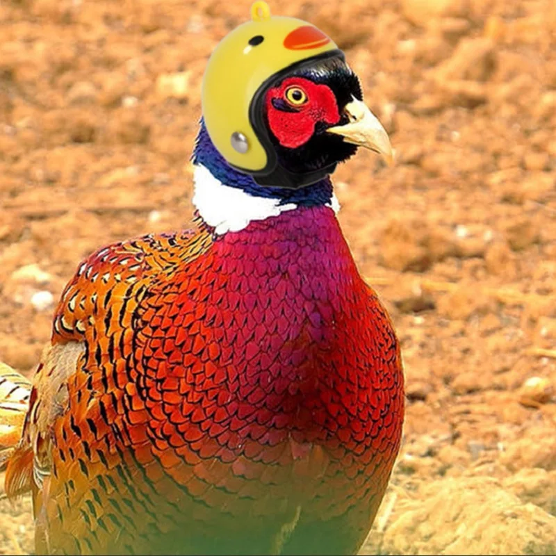 

1 шт., твёрдый головной убор для домашних животных