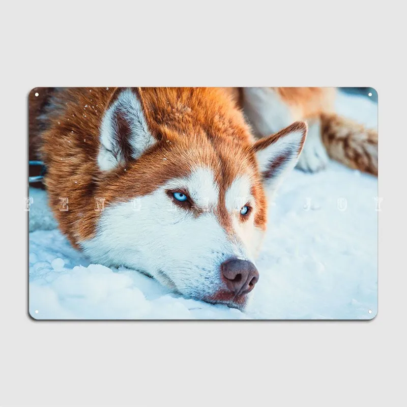 

Плакат с собакой хаски, волк на металлической знак, клубный домашний клубный бар, ВИНТАЖНЫЙ ПЛАКАТ, жестяной плакат
