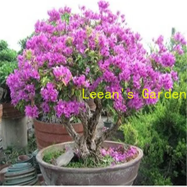 

100 шт. технические Цветочные растения, семена для домашнего ароматического декора, цветы, семена полупианита