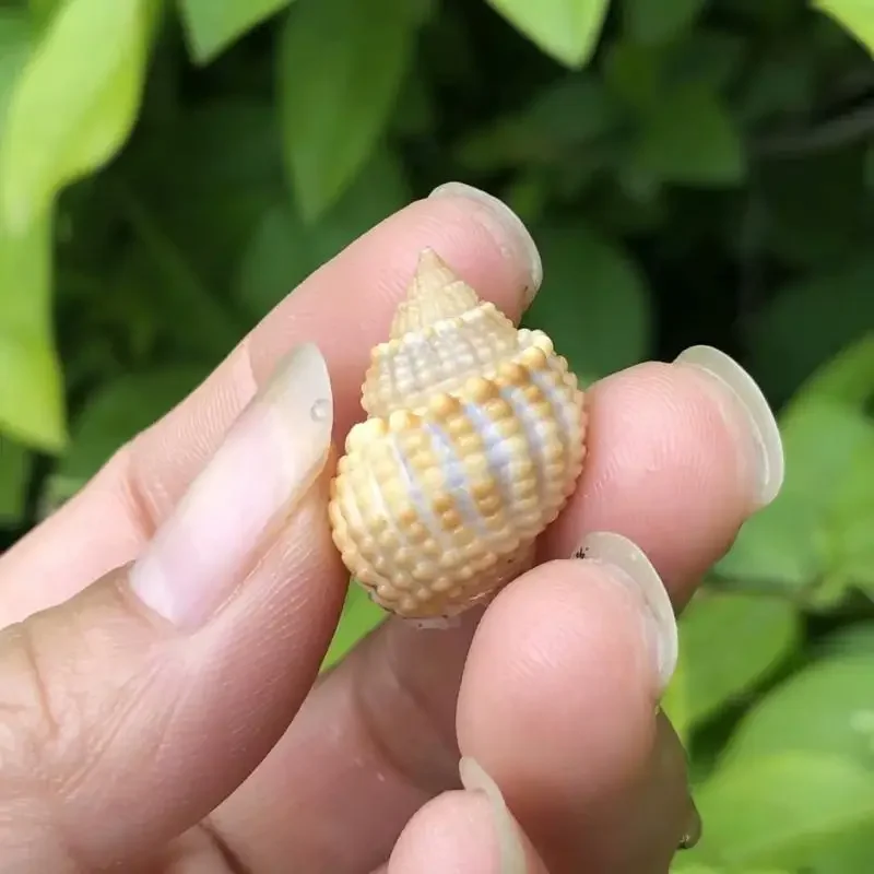 2 шт. сменные ракушки для аквариума