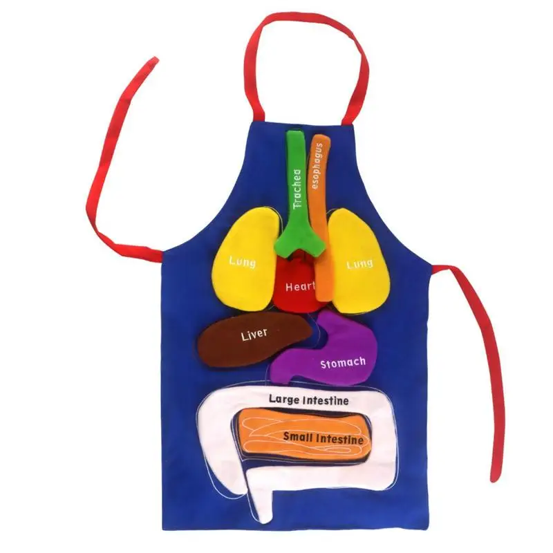 

Anatomy Apron Human Organs Model Apron Human Body Organs Awareness Educational Toy For Home Preschool Teaching Aid Transparent