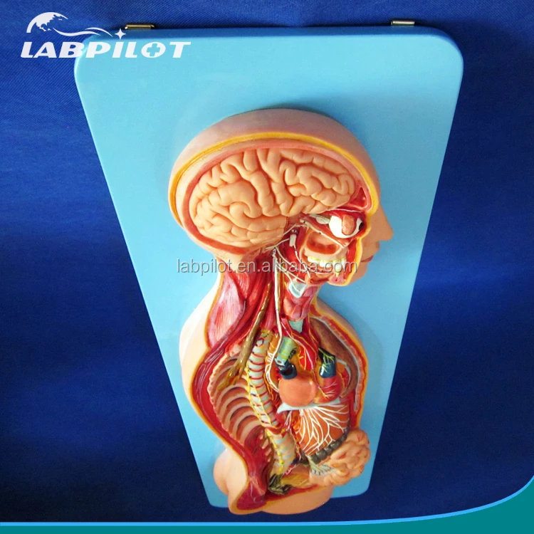 

Human Anatomical Automatic Nervous System Model,Torso and Organs Model
