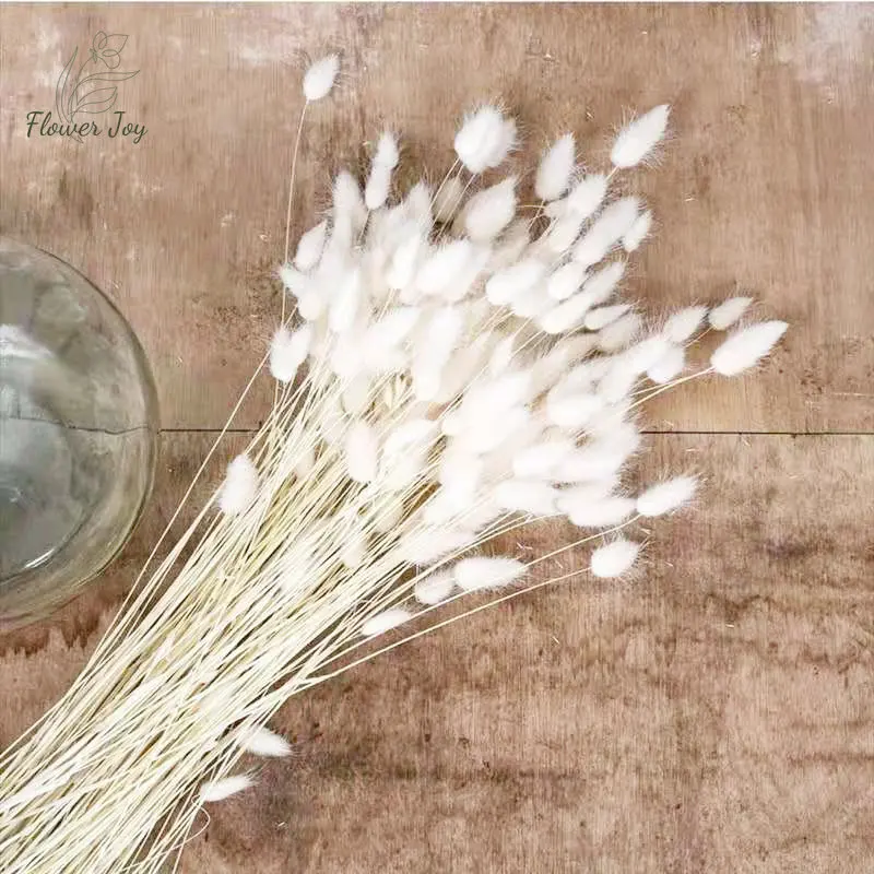

Dried Flower Bunny Rabbit Tails Pampas Grass Arrangement Natural Dargon Tree for Vase Boho Floral for Wedding Home Decor plants