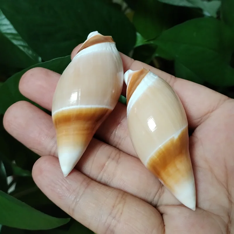 

Натуральные ракушки Terebellum 2 шт.