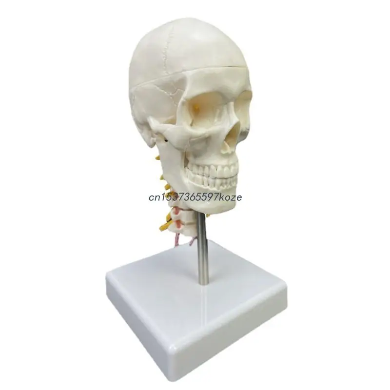 

Анатомическая модель человеческого черепа 1/2, белый человеческий череп, анатомическая модель с шейным позвонком, Обучающие модели