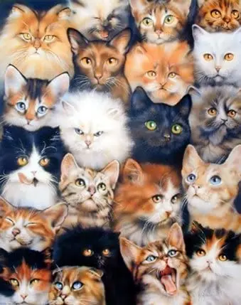

40" x 50" flannel Blanket Comfort Warmth Soft Plush Throw for Couch Cute Cats Breed Collage Pet