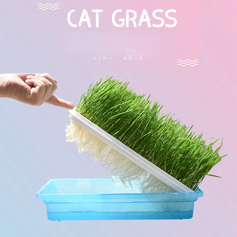 

Hydroponic Cat grass Box Helps Digestion Of Wheatgrass, Turns Hair Into Cat Snacks, And Cleans Oral Cavity Of Cat Grass Cat Toys