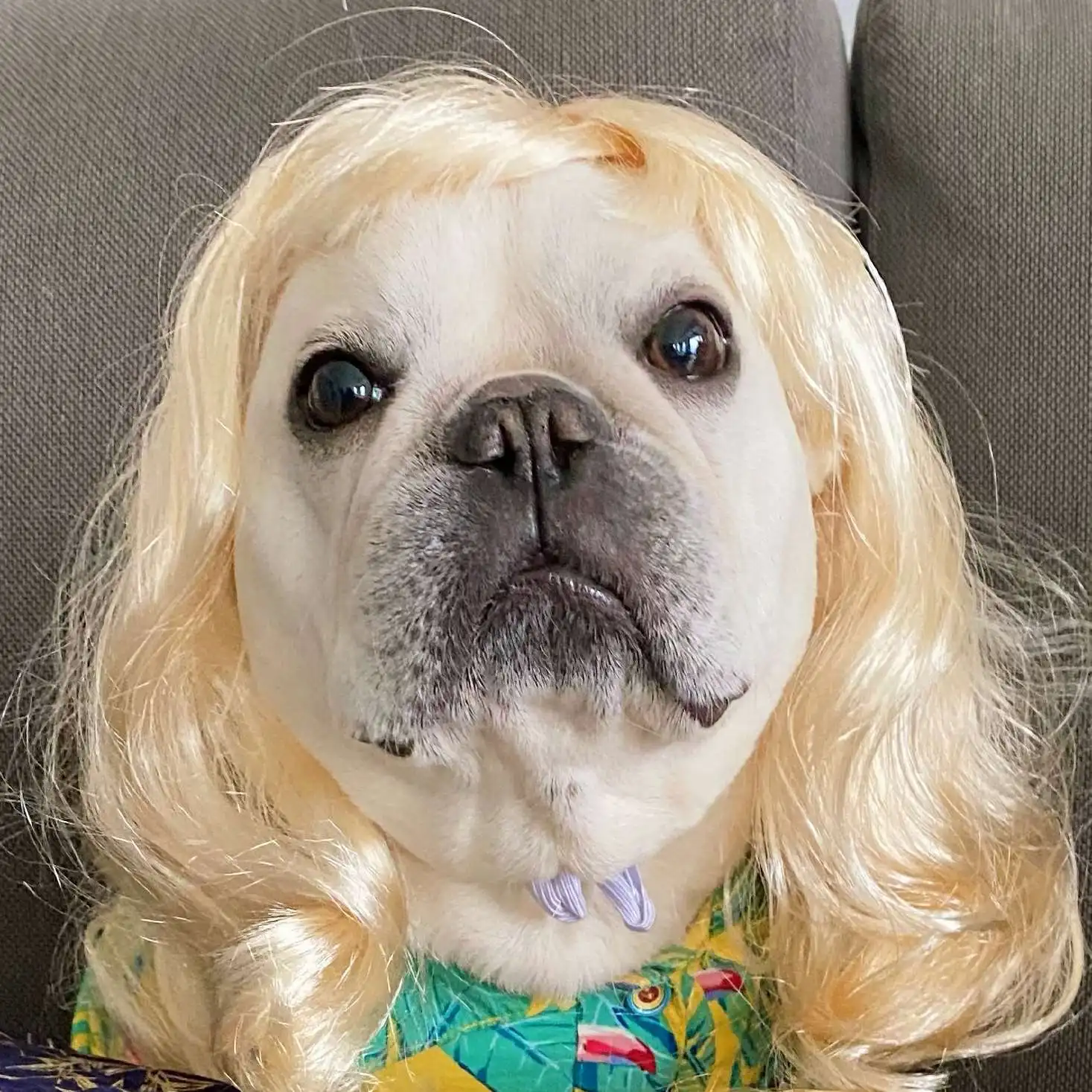 

Dog Birthday Pet Dog Wig Wig Headdress Cat Headdress Free Shipping Puppy Accessories