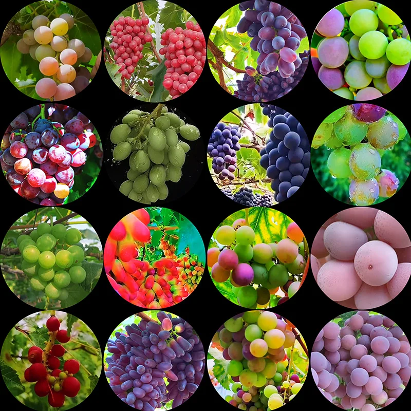 

Grape fruit purple red green leaf red yellow mixed color glass cabochon round 6-30 mm toy DIY jewelry accessories mixed embossed