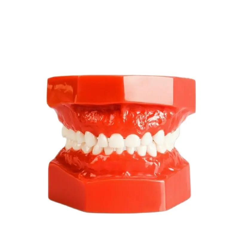 

Dental Study Model Children Kids Primary Demonstrate 24Pcs Teeth Non removable