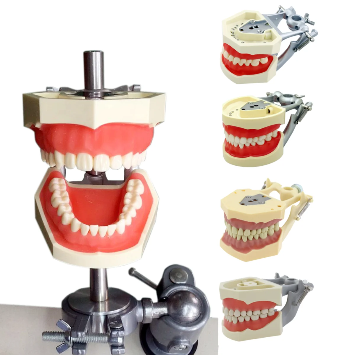 

Dental Typodont Teeth Model Mounting Pole Fit Kilgore Nissin Columbia Frasaco