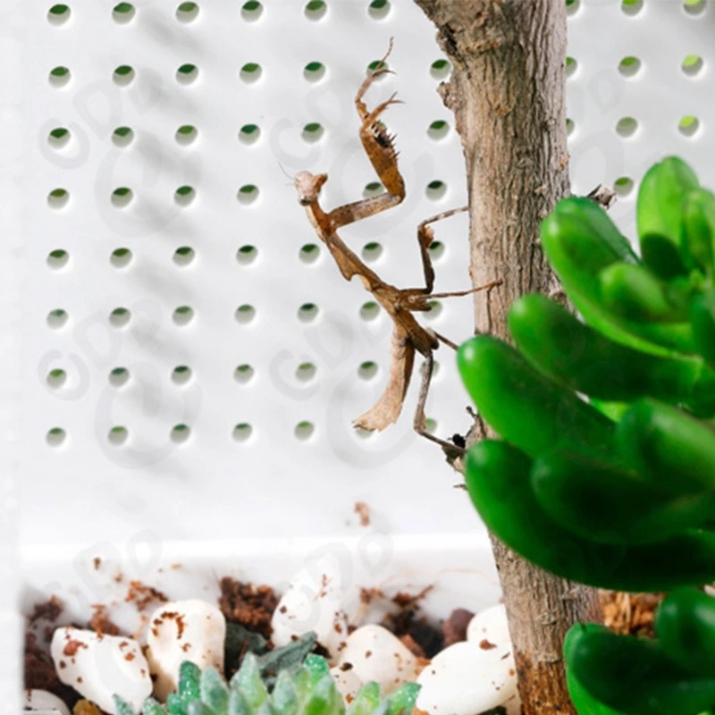 KX4B Прозрачный — изоподы для рептилий ящериц богомолов кормушка беспозвоночных