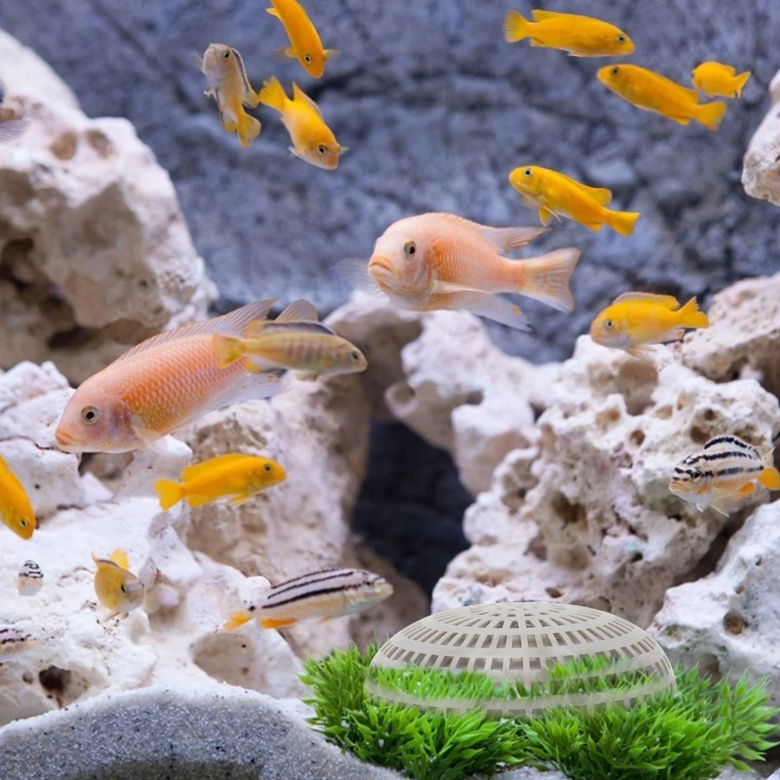 2 шт. коробка для моха с водорослями бетта аквариум растение пейзаж коробки травы