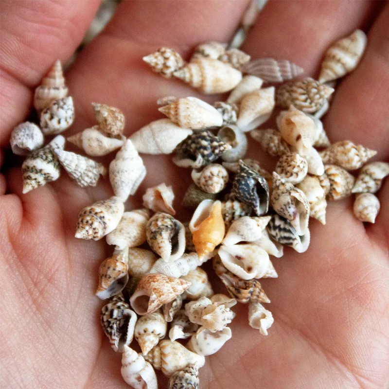 

Миниатюрные морские ракушки для декора 100/200 шт