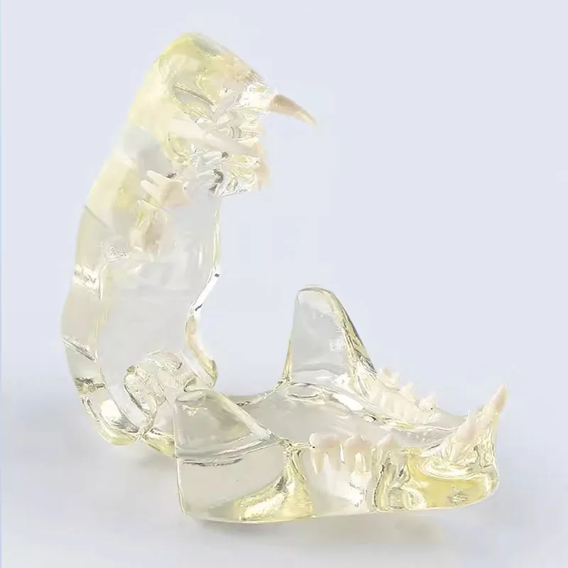 Смола животное стоматологическая прозрачная собака кошка модель оральных зубов