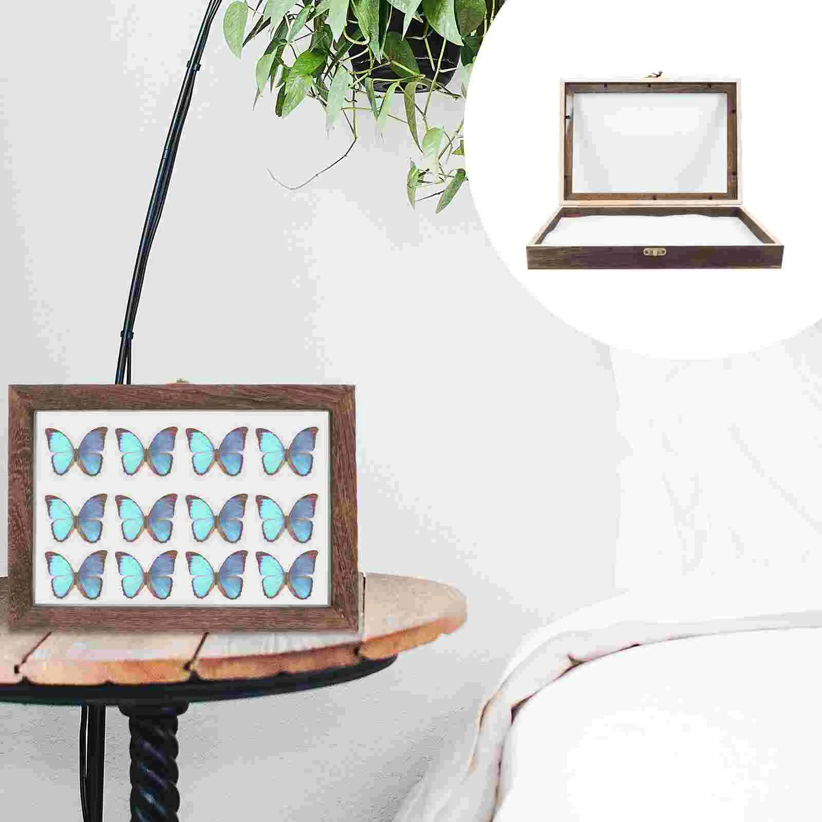 

Case Display Insect Box Specimen Wooden Frame Wood Beetle Moth Exhibit Bug Shadow Glassphoto Medal Hanging Perspex Butterflies