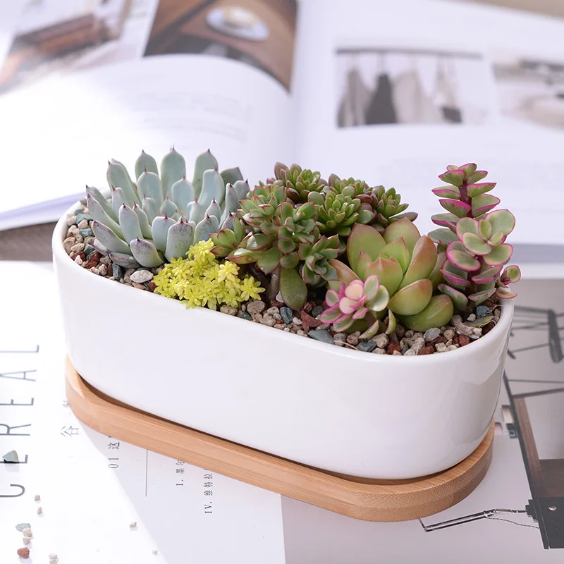 

1 Set Minimalist White Ceramic Succulent Plant Pot Porcelain Planter Decorative Desktop Flowerpot Home Decor( + Tray)