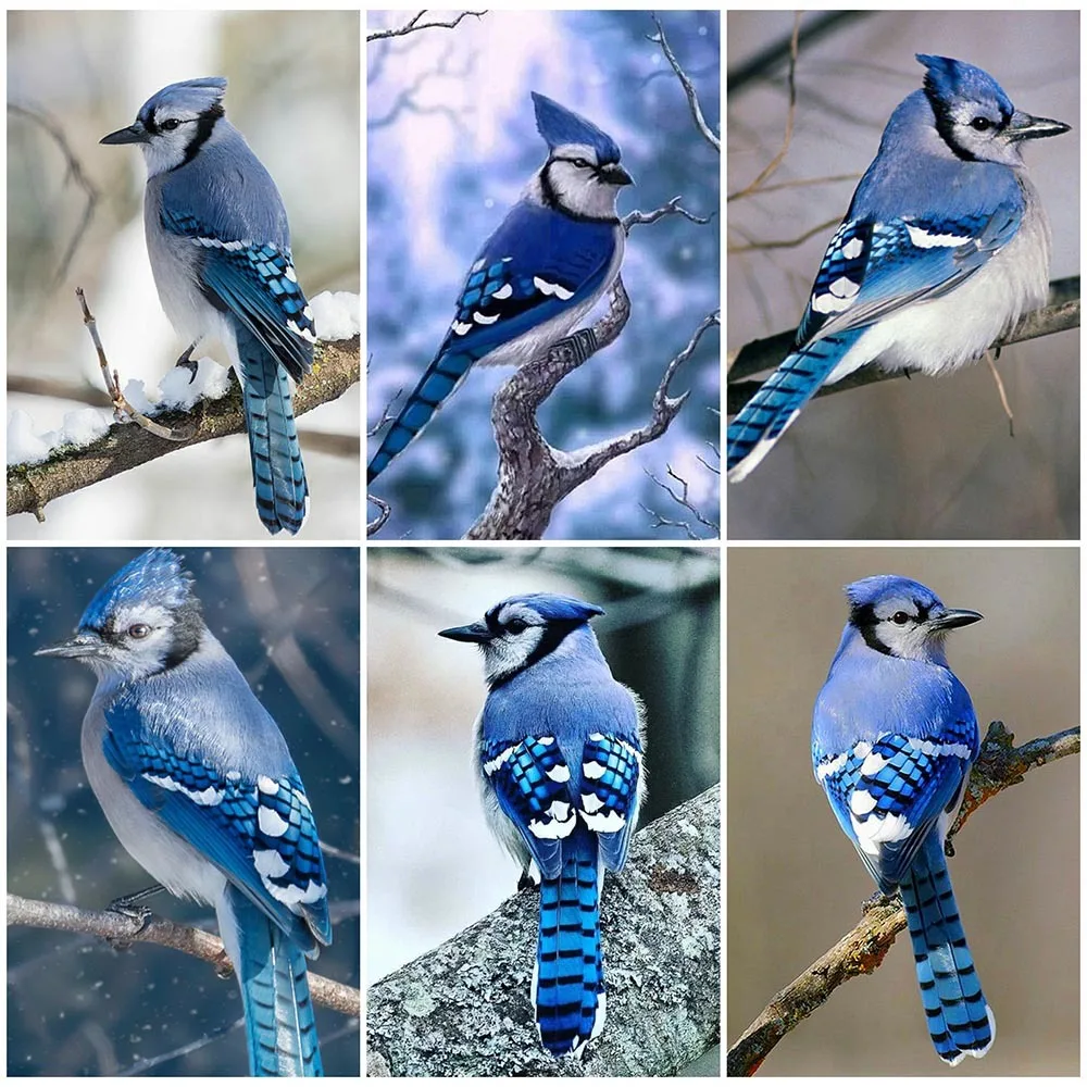 

5D алмазная живопись «сделай сам», животное, птица стразы, Набор для вышивки крестиком, инкрустированные вручную подарки, зимнее домашнее на...