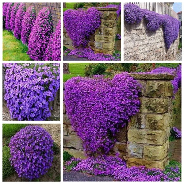 

Aubrieta, тимьян, романтические горные цветы, брикет 200 шт.