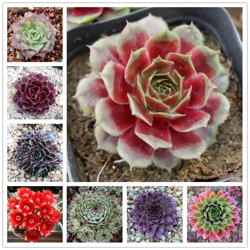 Мясистый Лотос кактус ароматерапия ароматные суккуленты - Цена: 121.31