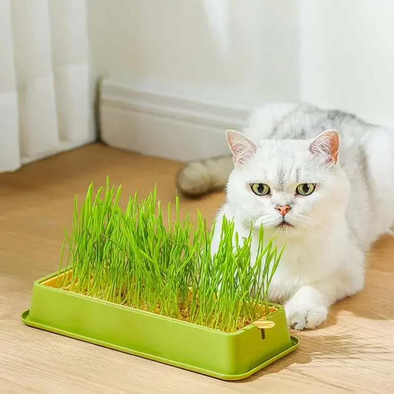 Набор для выращивания кошачьей травы посуда котят горшок контейнер гидропонных