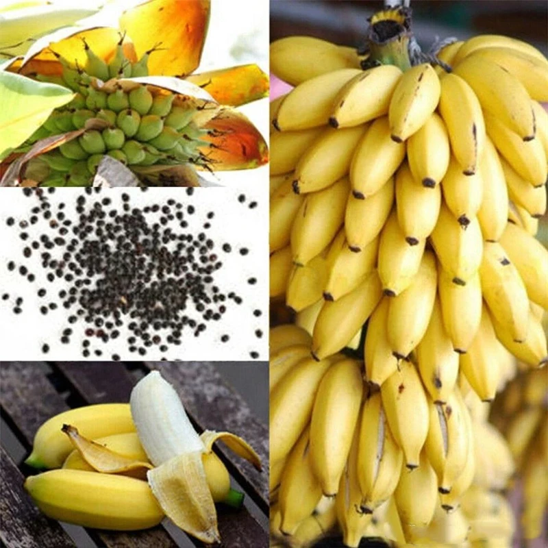 

100 шт. Семена сладкого банана, благовония для сада, бонсай, природные растения, органические фрукты, карликовое банановое дерево, цветы, аром...