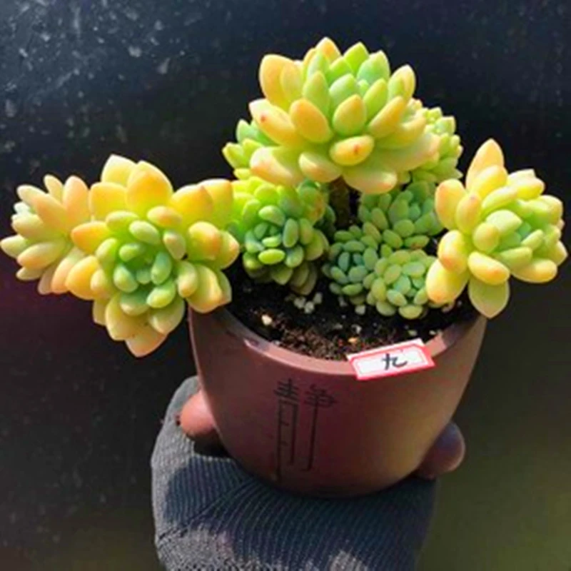 

50 шт. семена цветов, многоцветные семена суккулентов, благовония, природные растения, псевдотрункателла, кактус, ароматные благовония E984B