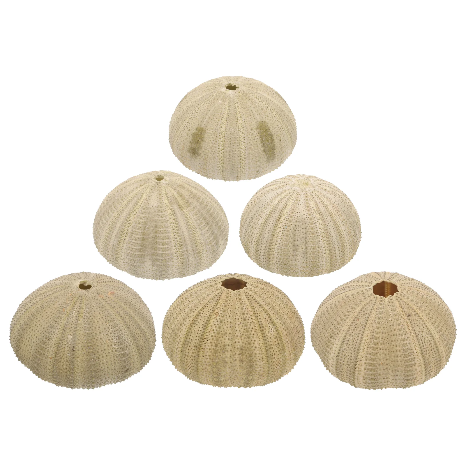 

6 pcs Natural Sea Urchins Household Decoration Sea Urchins Fish Tank Sea Urchins Ornaments