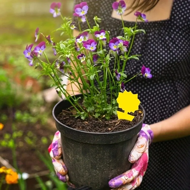 10 шт. ловушка для насекомых и мух