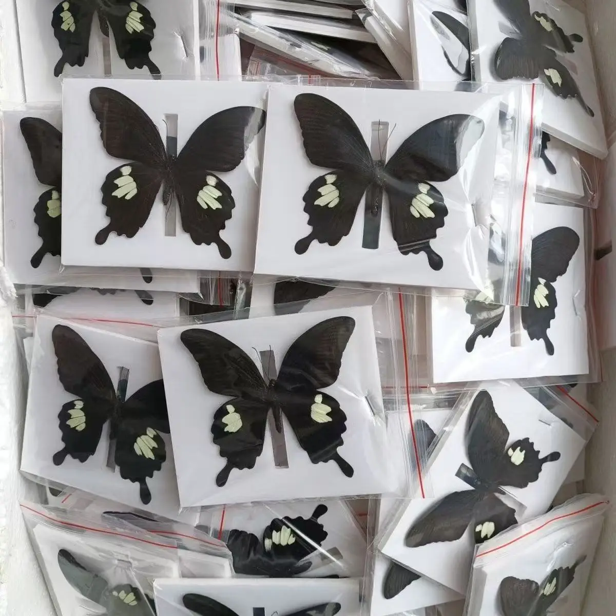 

Настоящие бабочки, 10 шт.