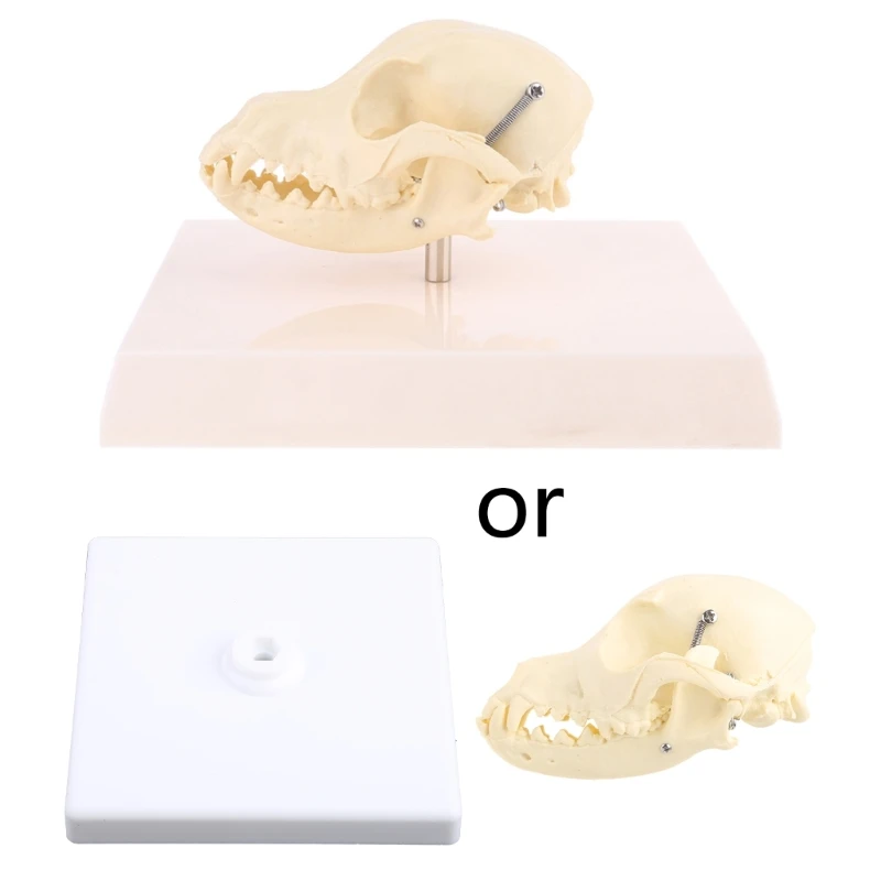 

G5AA Canine Dog Skull Model Anatomy Skeleton Veterinary Teaching Display Education Halloween Gifts