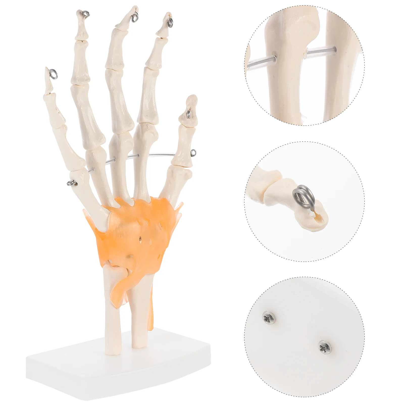 

Mini Medical Teaching Aid Hand Joint Model Base Articulated Joints Human