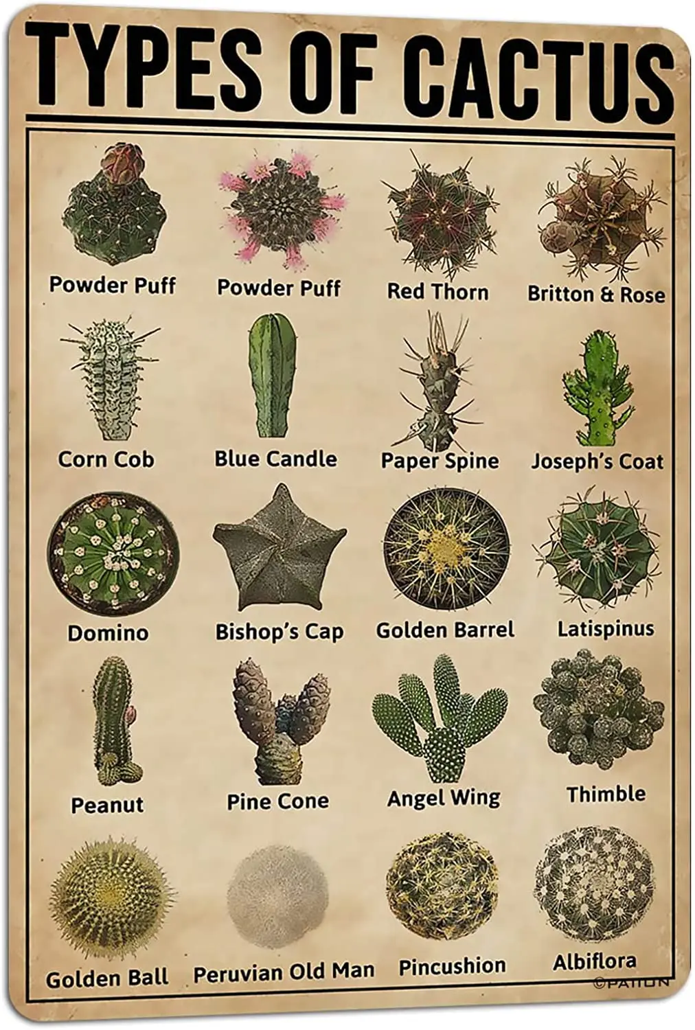 

PAIION TYPES OF CACTUS Metal Tin Signs Vintage Wall Decor Poster for Home Bedroom Cafe Garage Decoration vintage metal plate