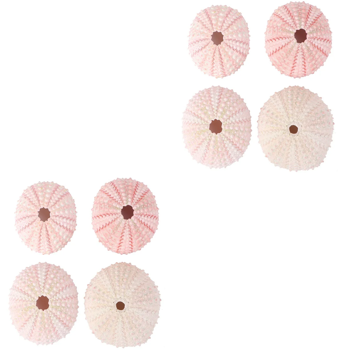 8 шт. контейнер для ананасов сделай сам | Ракушки и морские звезды