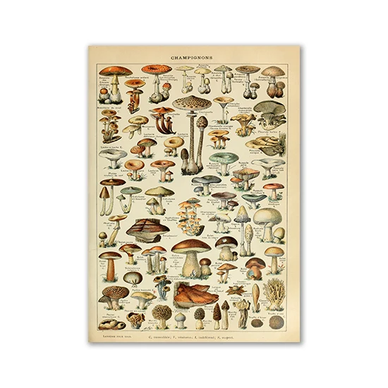 

Ретро-постер "Palaeobios", насекомые, бабочки, грибы, холст