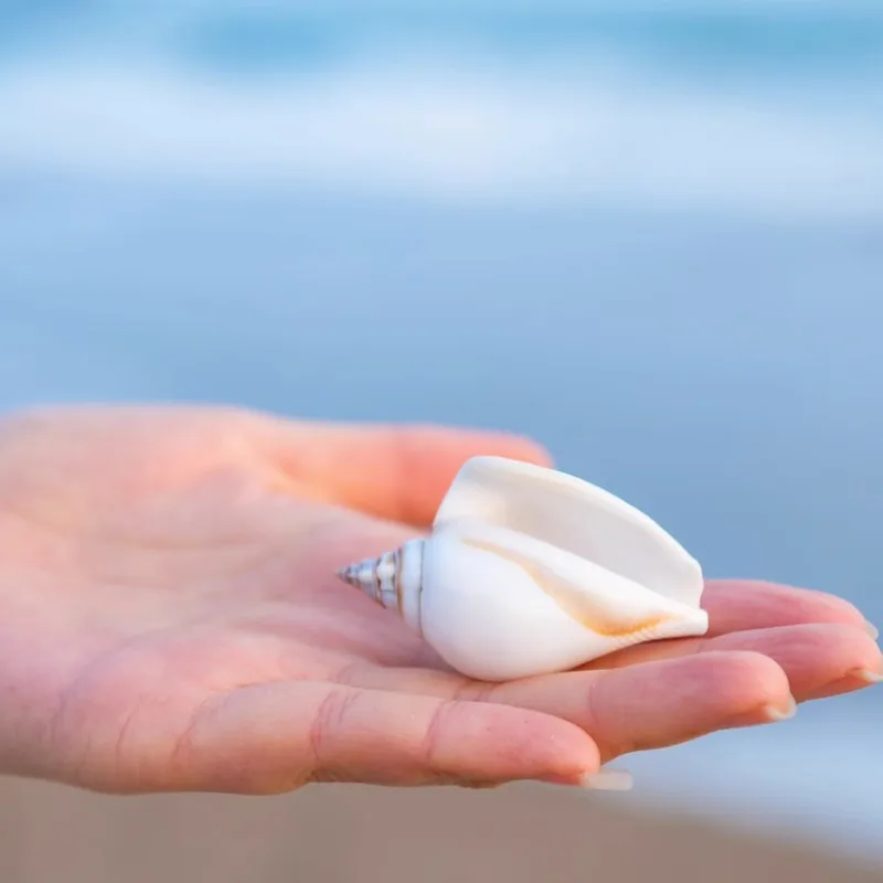 Натуральная ракушка Креативные украшения аквариум ландшафтный декор для