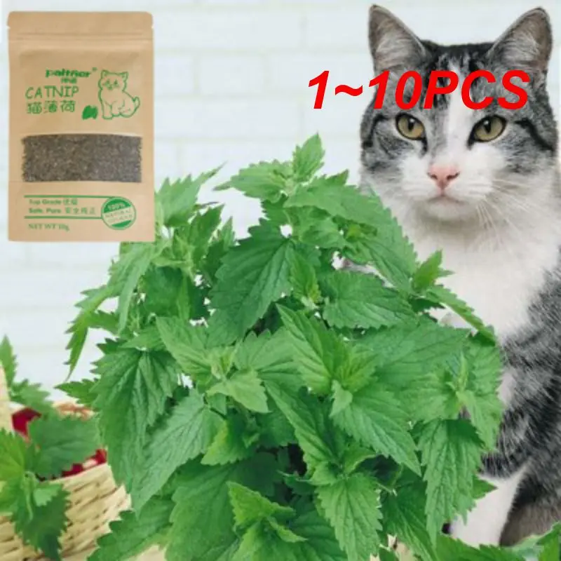 

1~10PCS Natural Premium Catnip Cattle Grass Interactive Cat Non-toxic 10g Menthol Flavor Funny Cat Supplies Keep Pet Health Cat