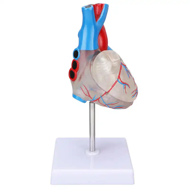 

Human Heart Model PVC Heart Model for Medical Teaching Aids