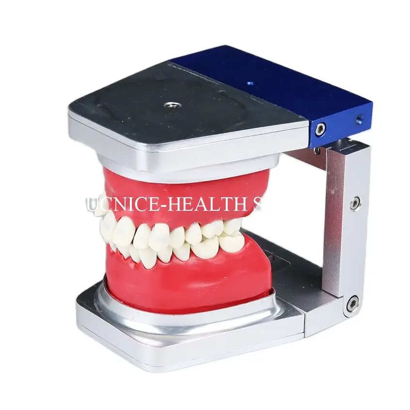 

Dental Orthdontic Typodont practice teeth model M8017/Dental Orthodontic Education teeth model