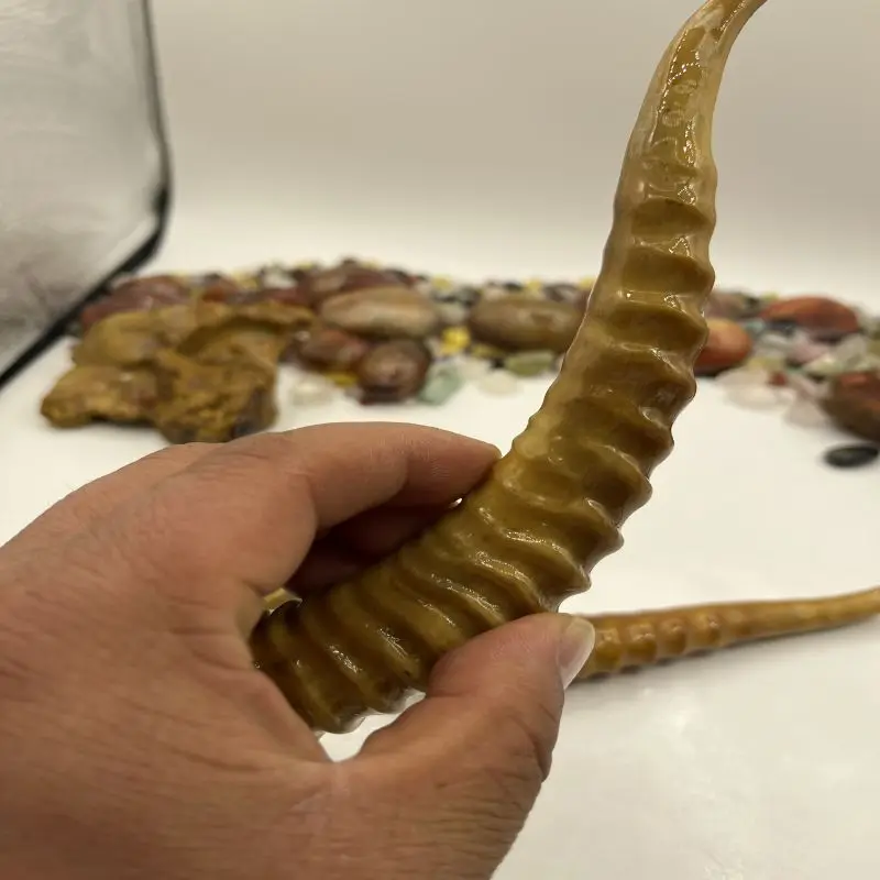 A Pair Tibetan Male Antelopes Horn Sharp Collection Decoration Play With Old Objects False One Compensation Ten!